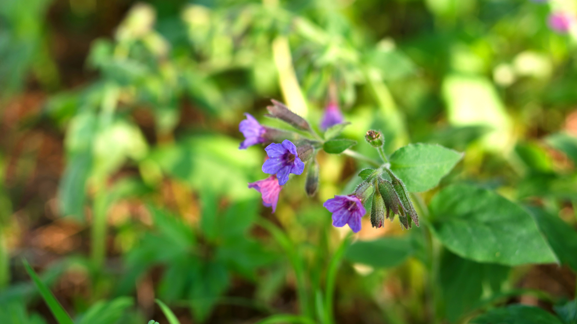 Pulmonaria (Pulmonaria officinalis)