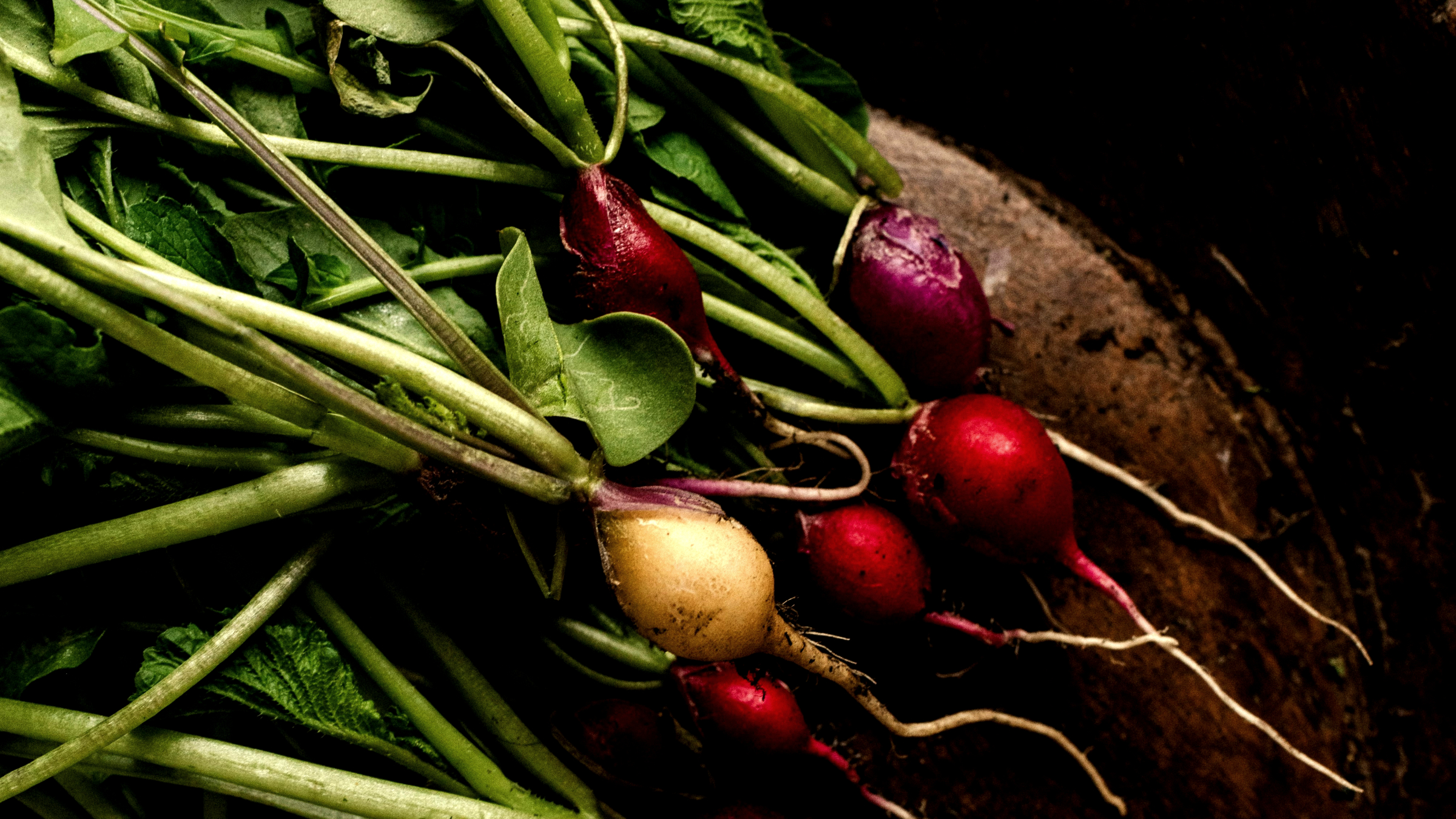 Rábano (Raphanus sativus)