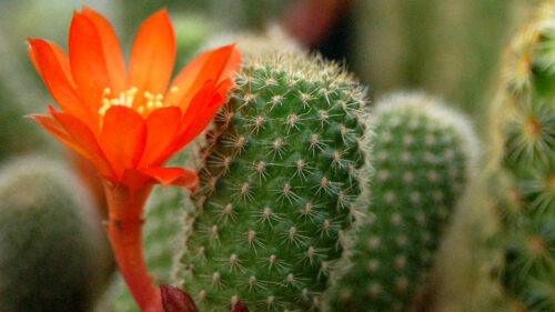 Cómo cuidar la rebutia (Rebutia heliosa)