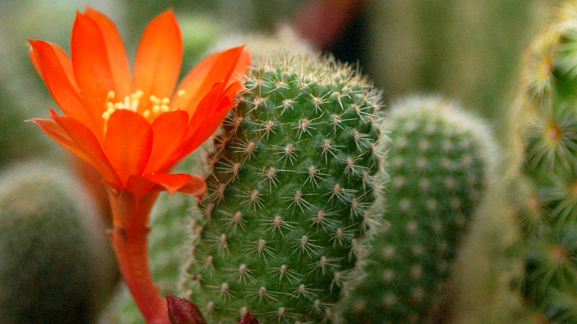 Rebutia (Rebutia heliosa)