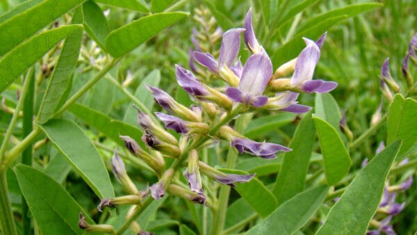 Cómo cuidar el regaliz (Glycyrrhiza glabra)