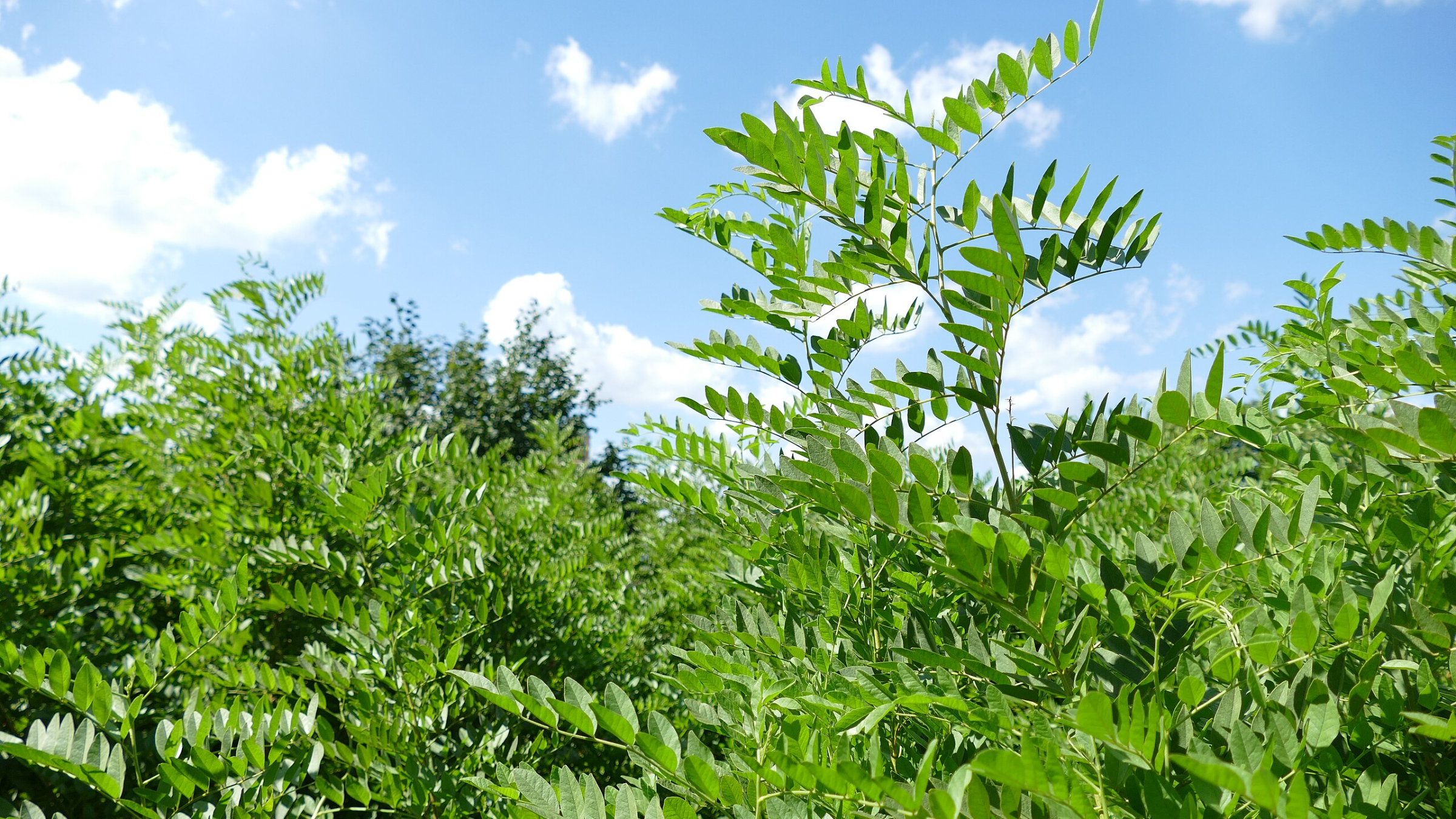 Regaliz (Glycyrrhiza glabra)