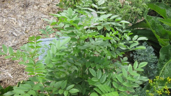 Cómo cuidar el regaliz (Glycyrrhiza glabra)