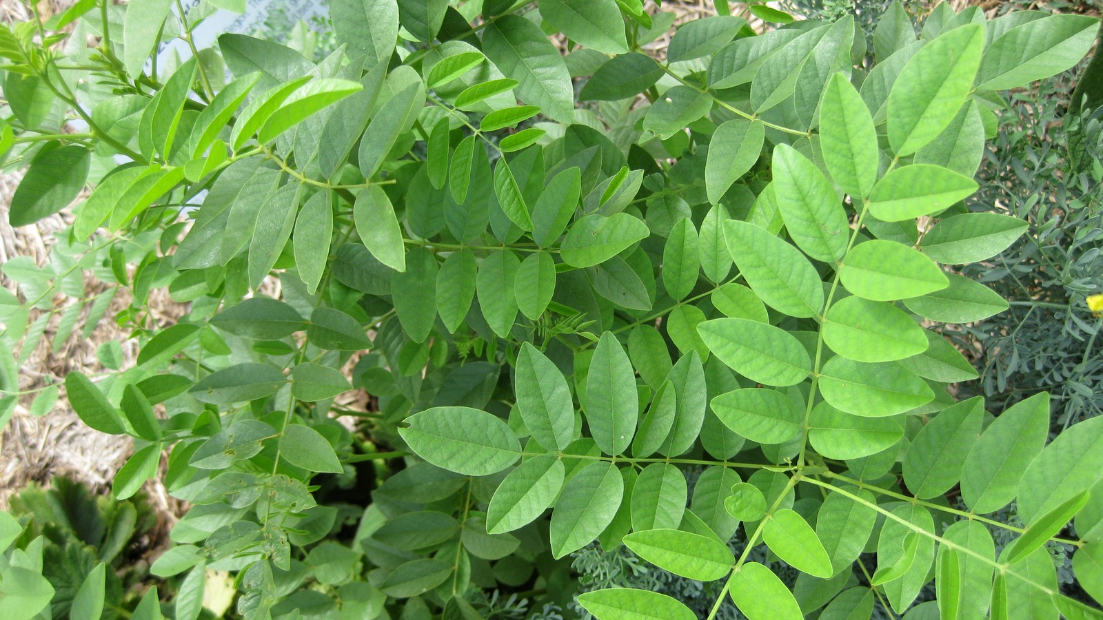 Regaliz (Glycyrrhiza glabra)