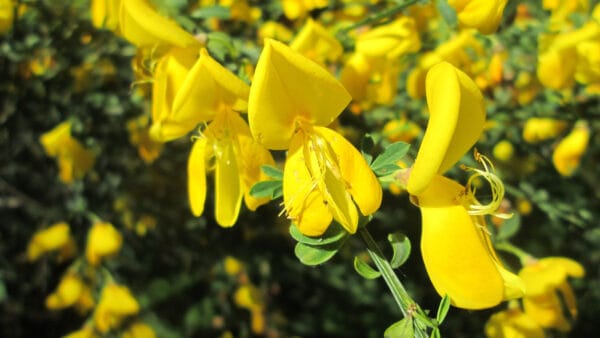Cómo cuidar la retama (Cytisus scoparius)