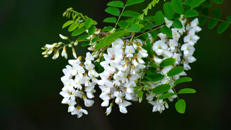 Cómo cuidar la robinia (Robinia pseudoacacia)