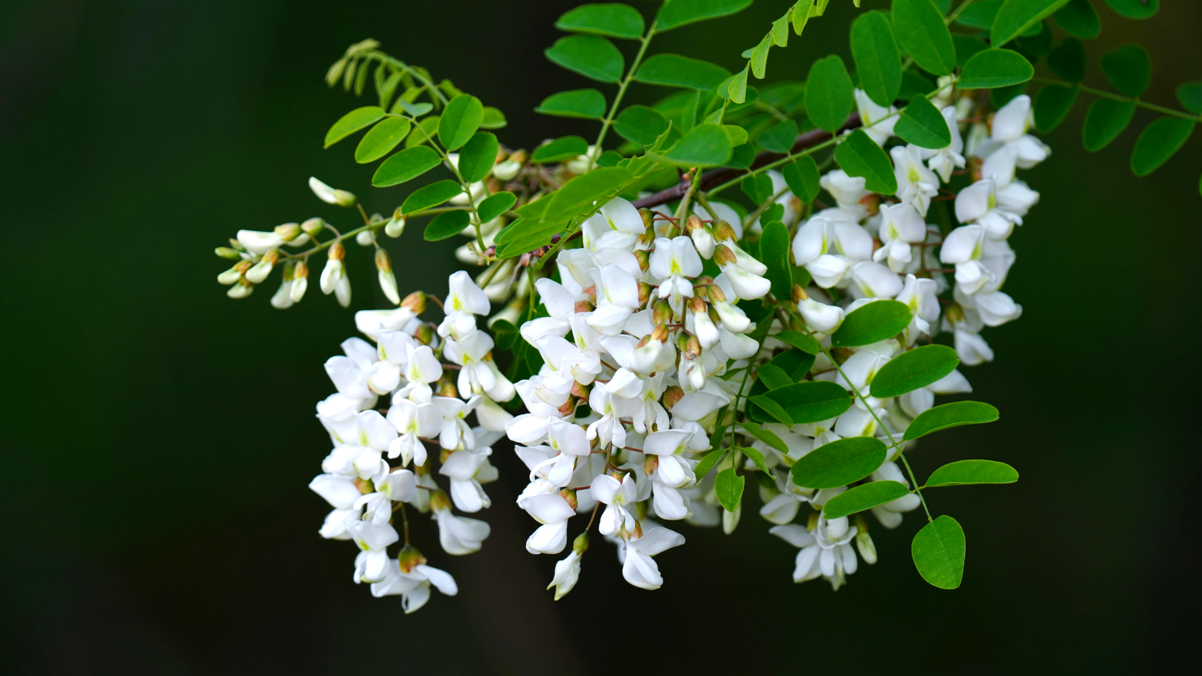 Robinia (Robinia pseudoacacia)