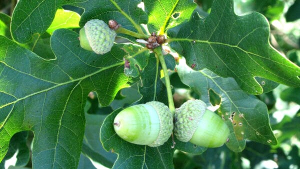 Cómo cuidar el roble (Quercus robur)