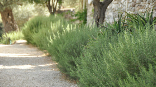 Cómo cuidar el romero (Salvia rosmarinus)