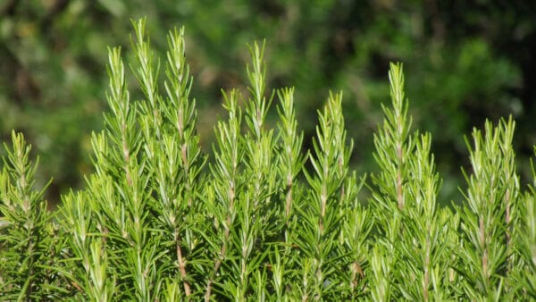 Cómo cuidar el romero (Salvia rosmarinus)