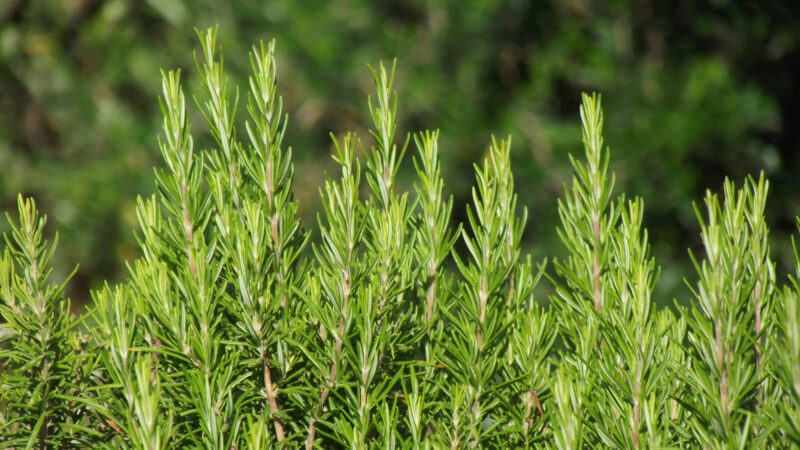 Cómo cuidar el romero (Salvia rosmarinus)