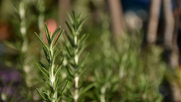 Cómo cuidar el romero (Salvia rosmarinus)