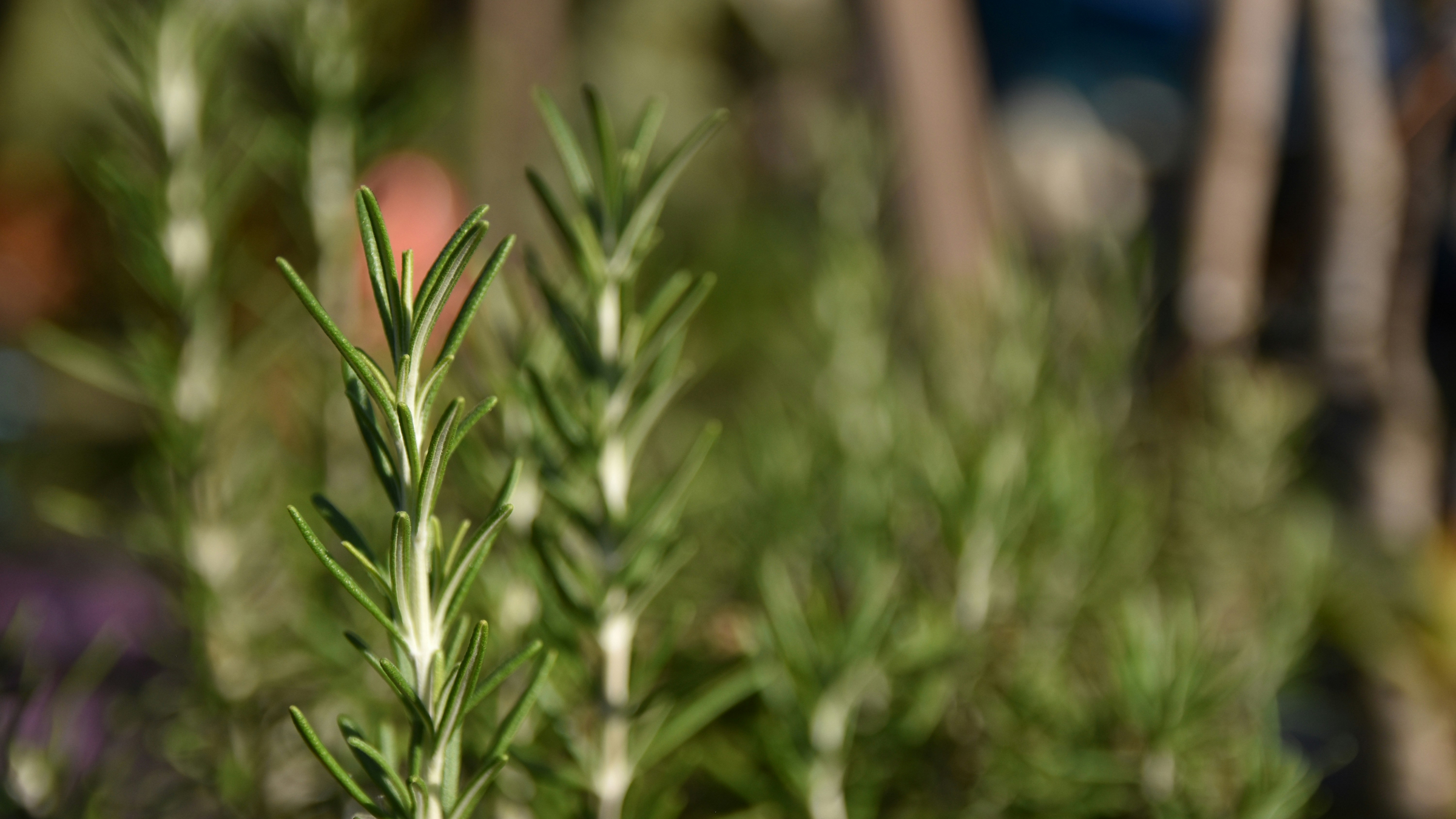 Romero (Salvia rosmarinus)