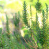 Cómo cuidar el romero (Salvia rosmarinus)