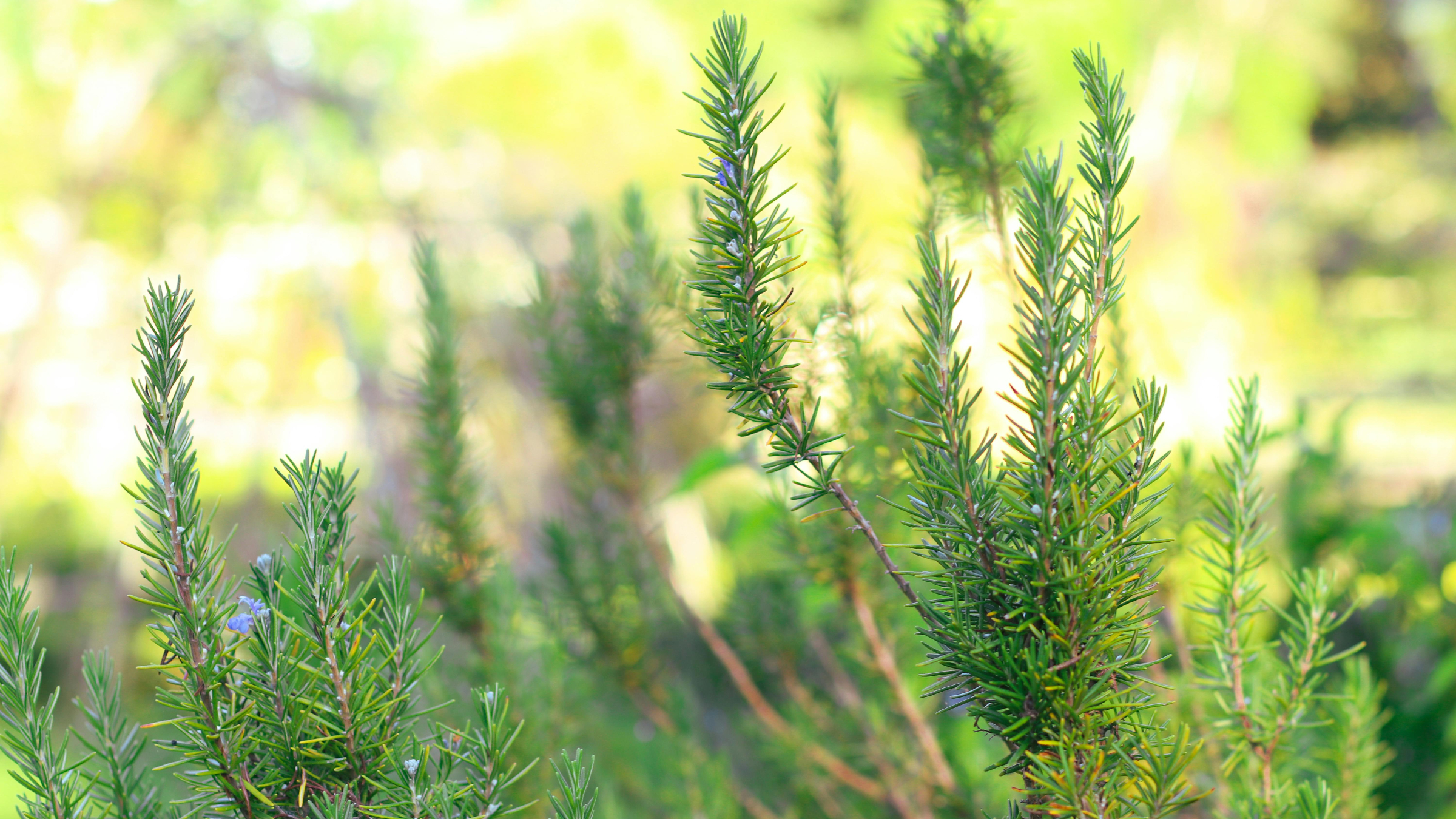 Romero (Salvia rosmarinus)