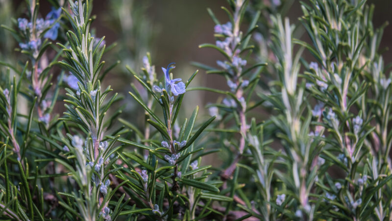 Cómo cuidar el romero (Salvia rosmarinus)