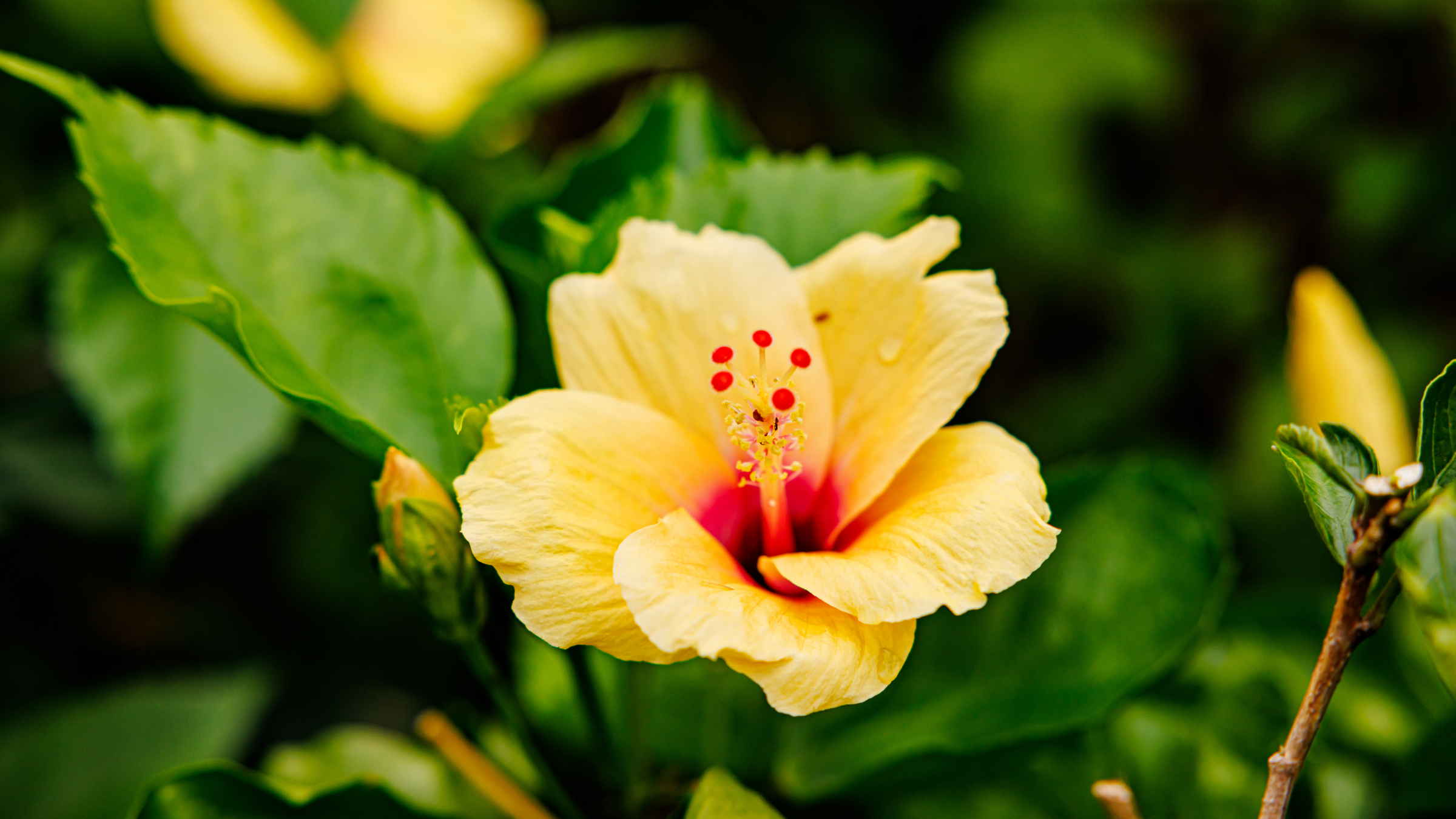 Rosa de China (Hibiscus rosa-sinensis)