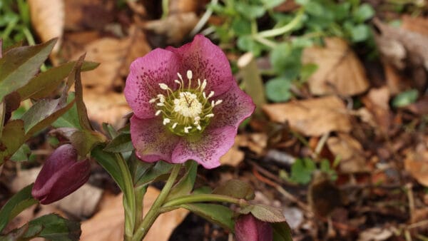 Cómo cuidar la rosa de cuaresma (Helleborus orientalis)
