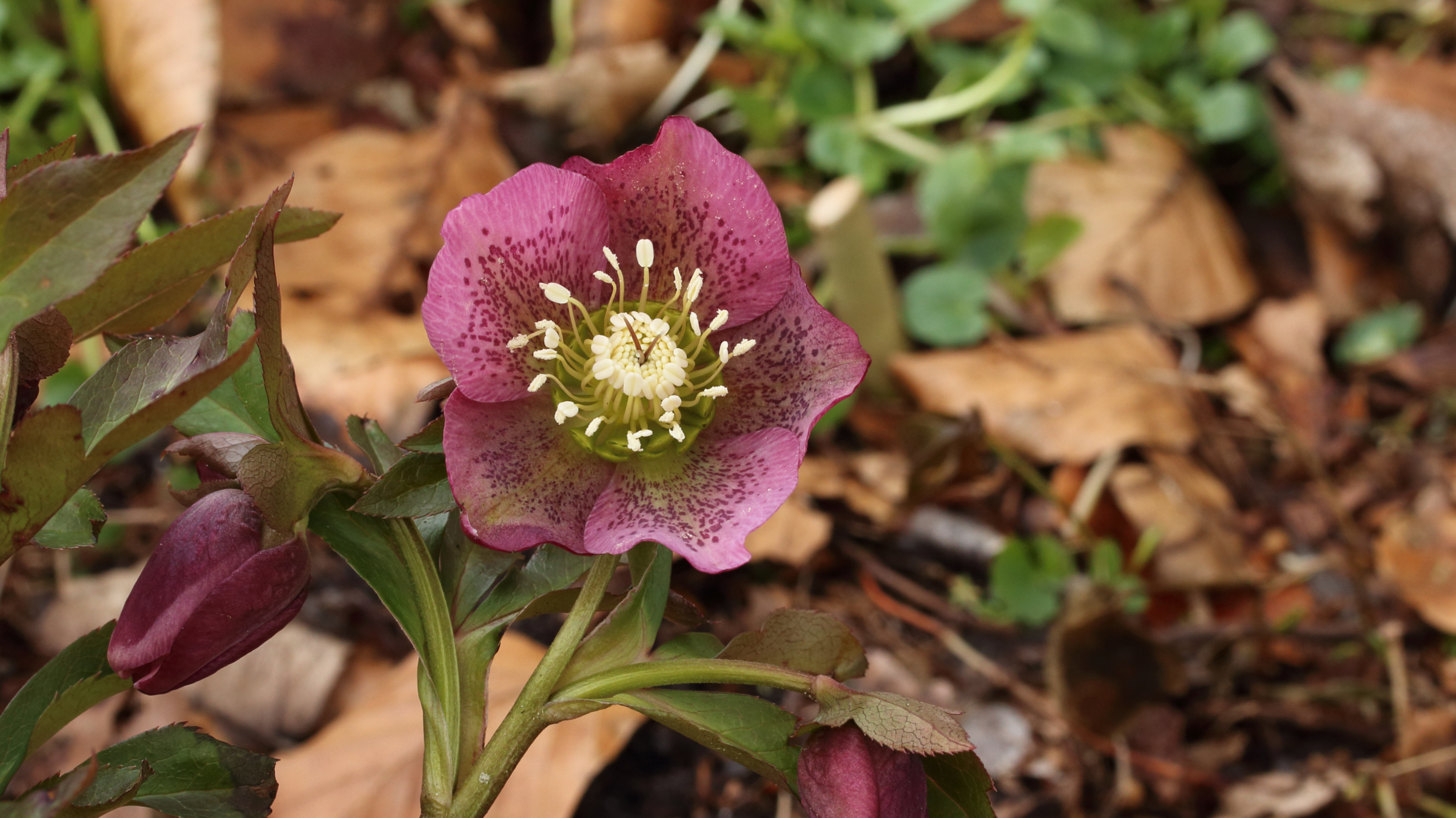 Rosa de cuaresma (Helleborus orientalis)