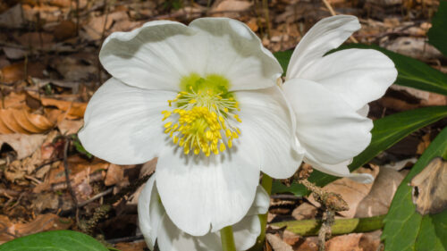 Cómo cuidar la rosa de navidad (Helleborus niger)