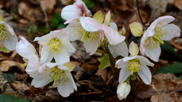 Cómo cuidar la rosa de Navidad (Helleborus niger)