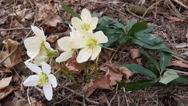 Cómo cuidar la rosa de Navidad (Helleborus niger)