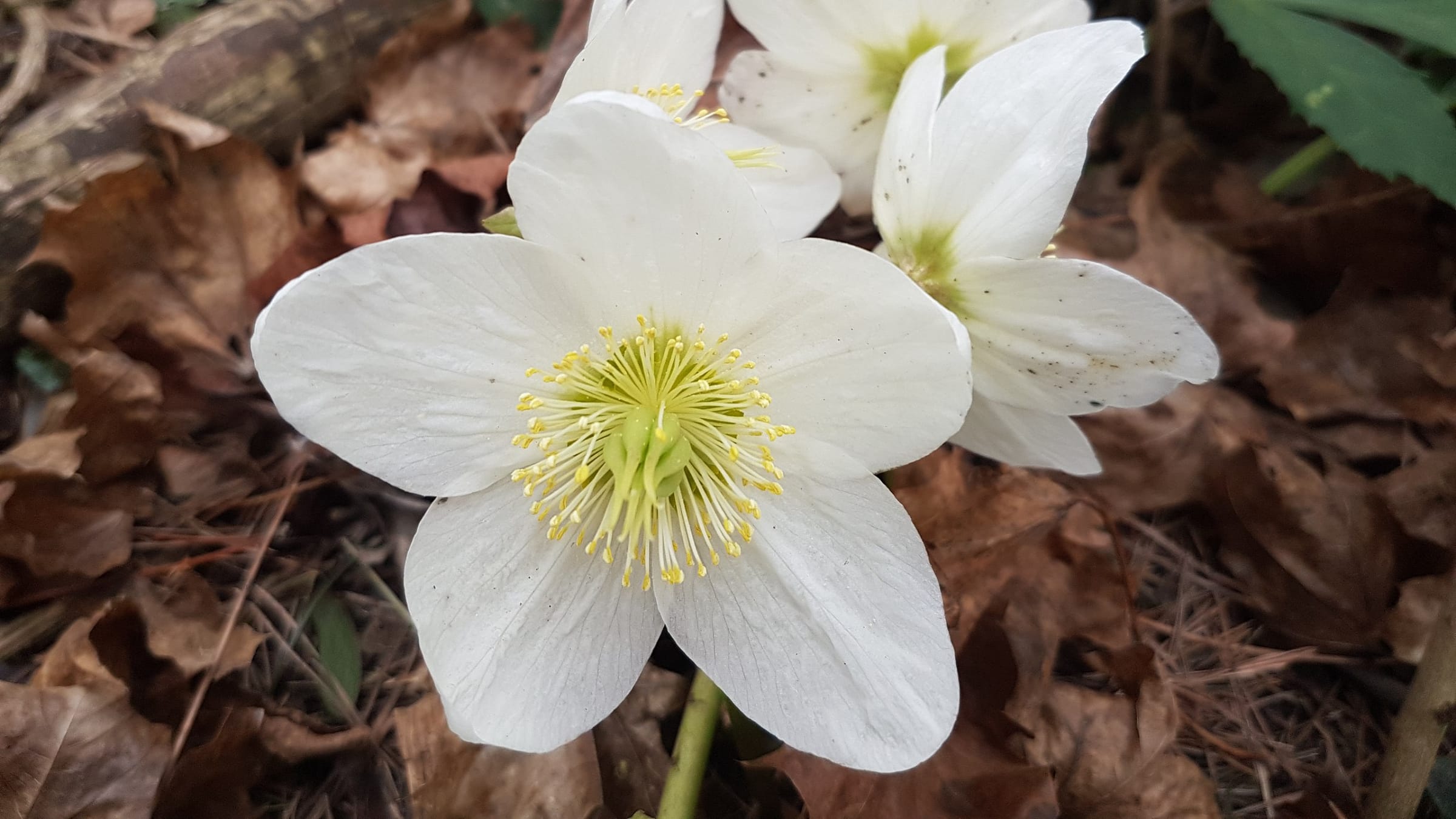 Rosa de navidad (Helleborus niger)
