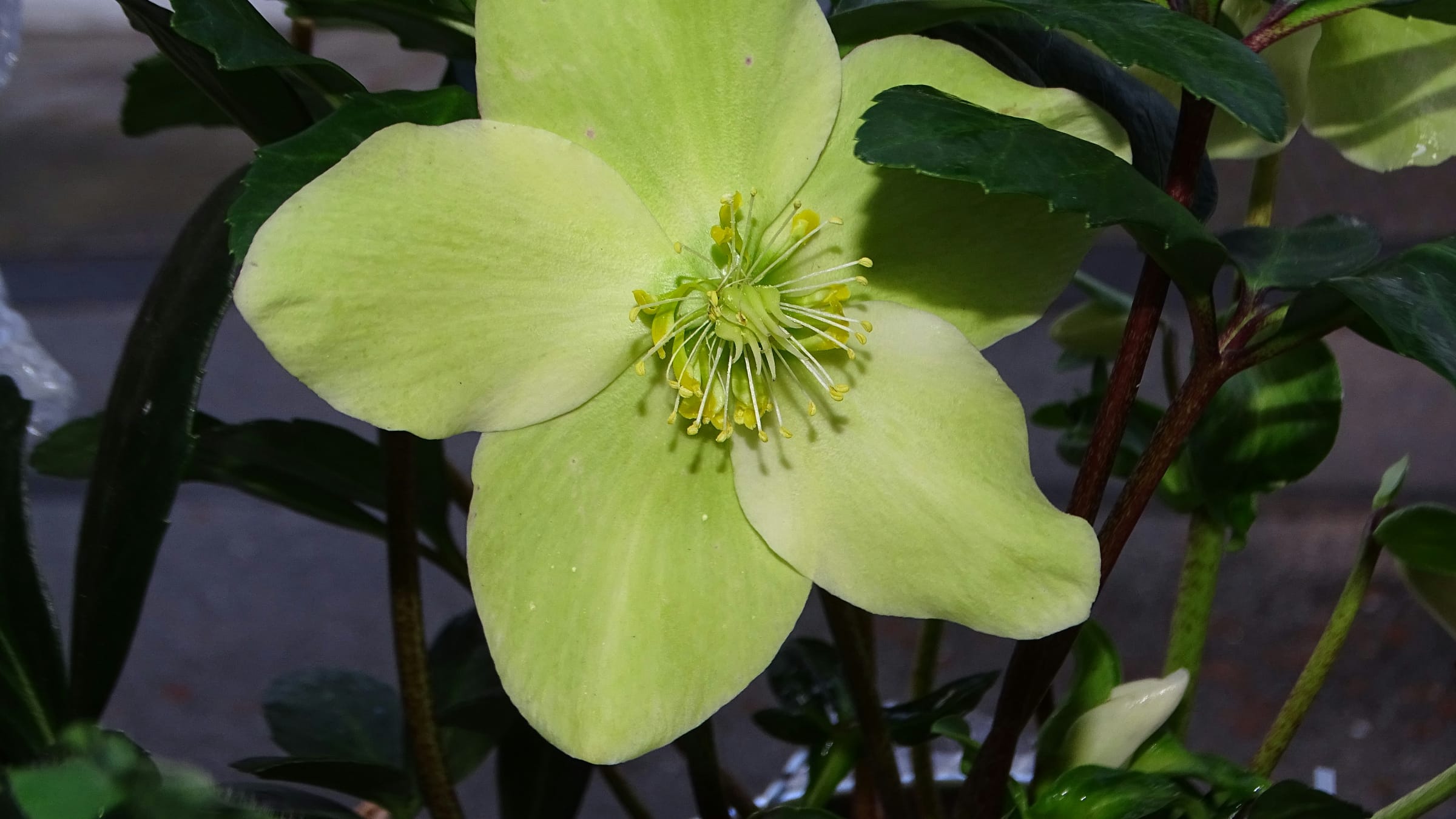 Rosa de navidad (Helleborus niger)
