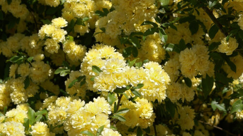 Cómo cuidar el rosal de banks (Rosa banksiae)