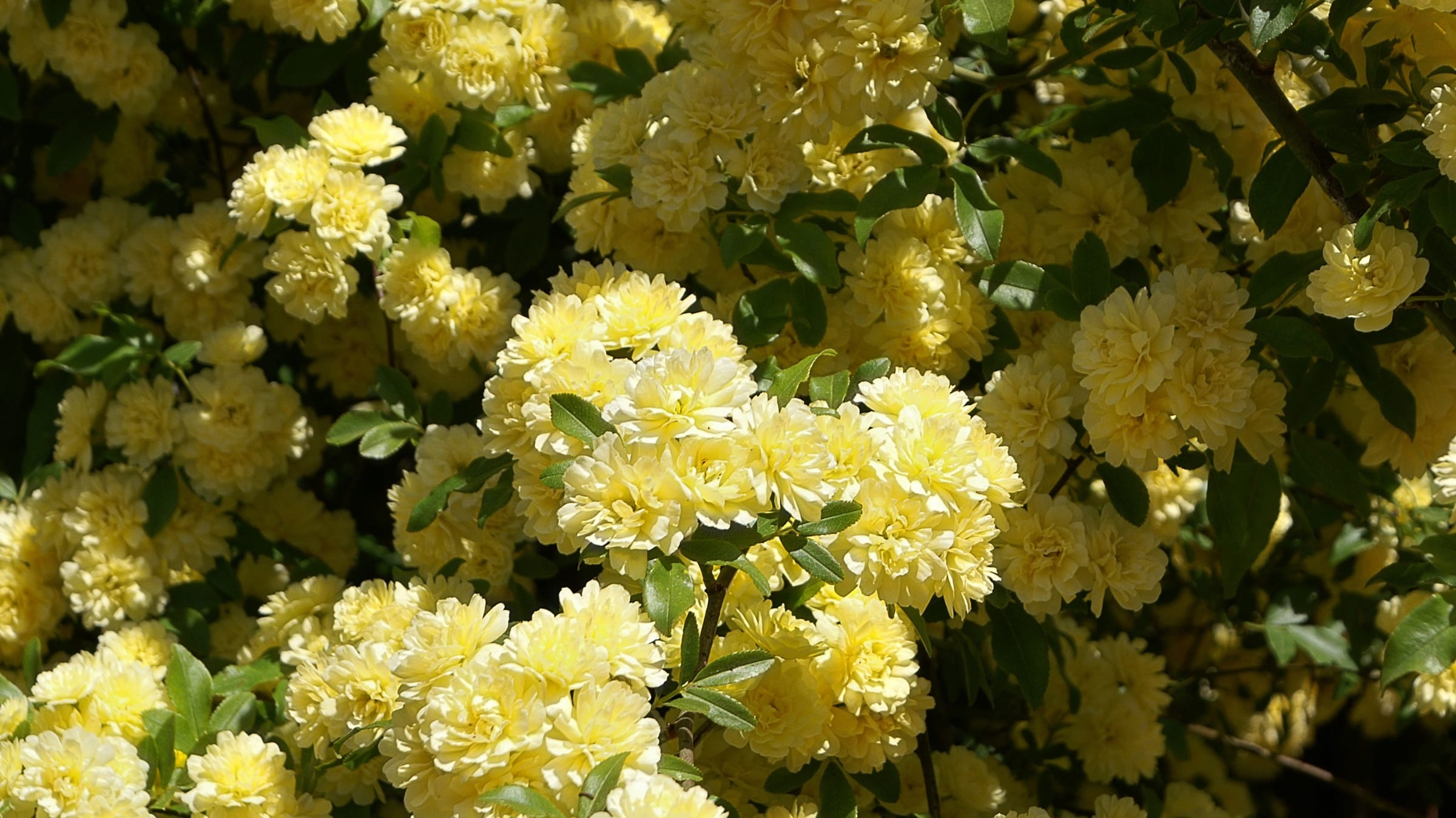 Rosal de banks (Rosa banksiae)