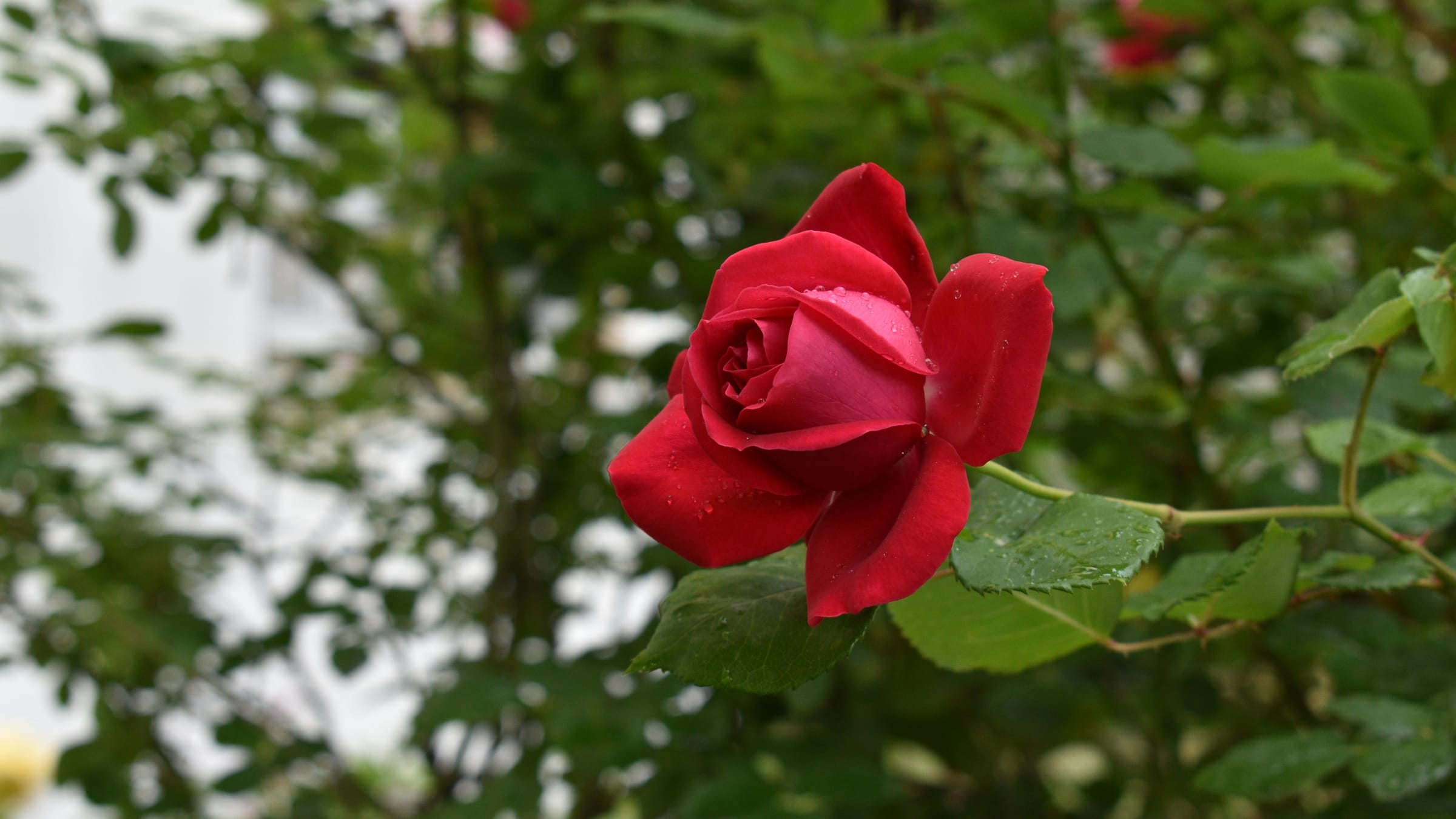 Rosal (Rosa spp.)
