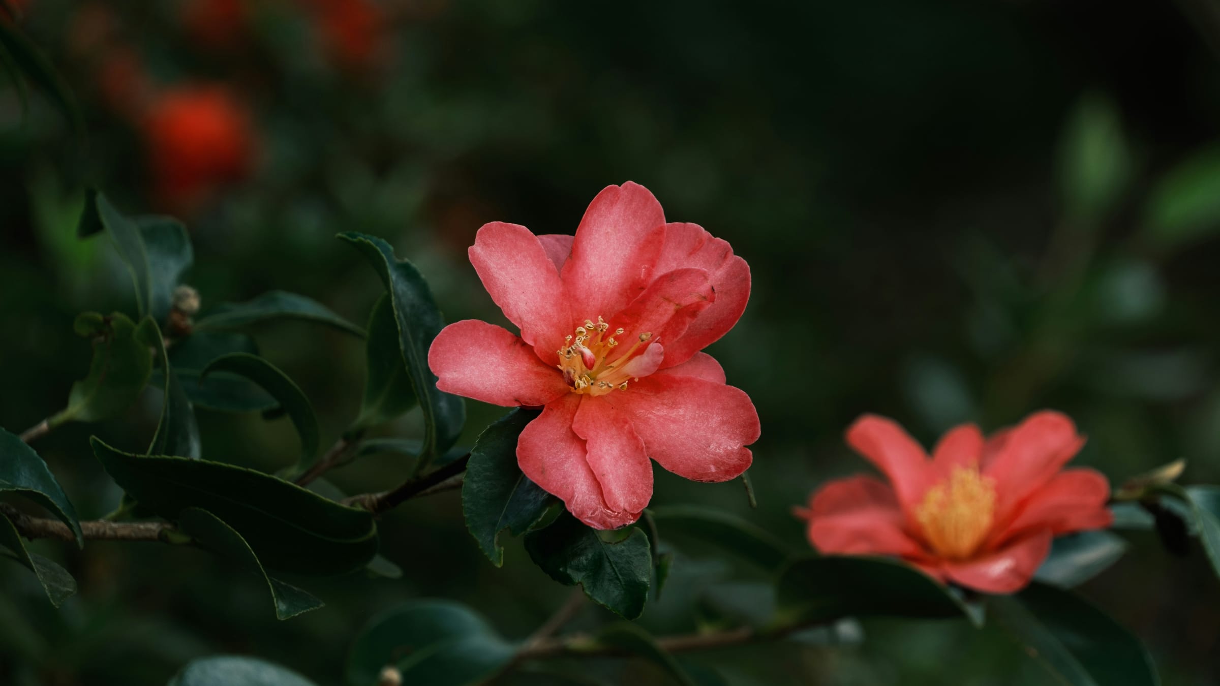 Rosal (Rosa spp.)
