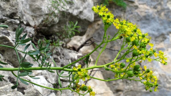 Cómo cuidar la ruda (Ruta graveolens)