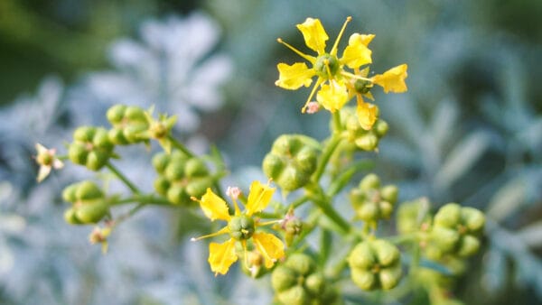 Cómo cuidar la ruda (Ruta graveolens)