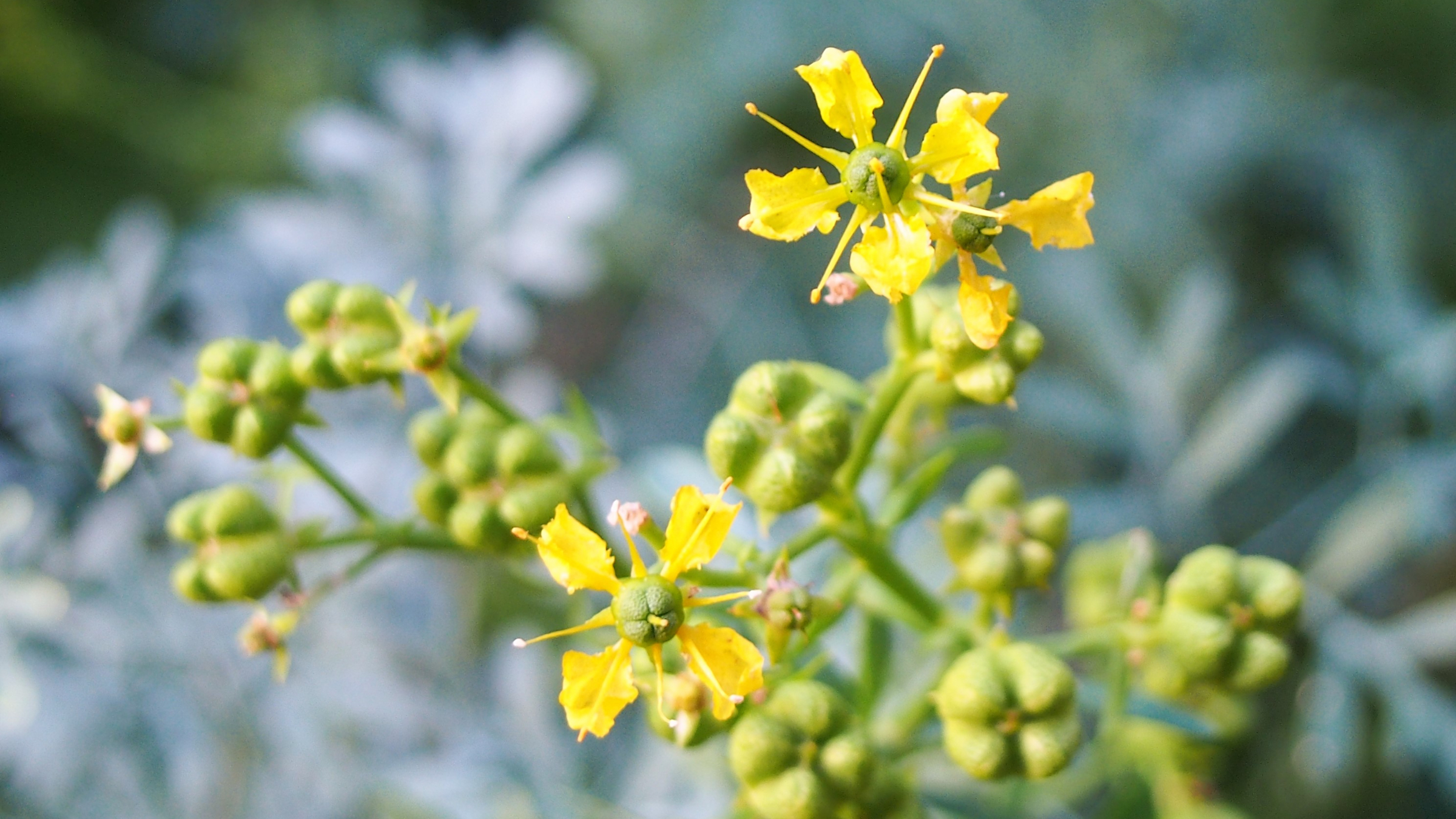 Ruda (Ruta graveolens)