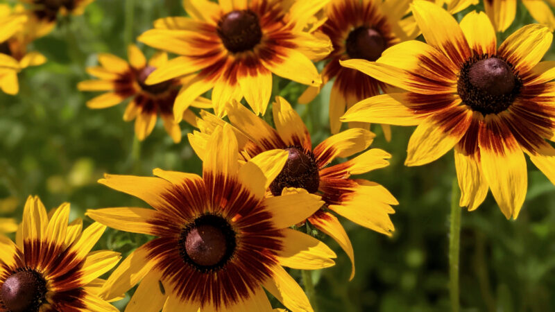 Cómo cuidar la rudbeckia anual (Rudbeckia hirta)