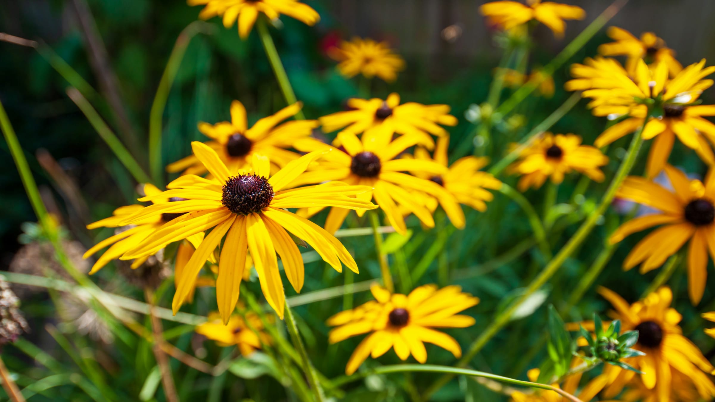 Rudbeckia (Rudbeckia fulgida)