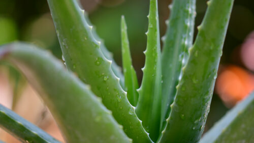 Cómo cuidar la sábila (Aloe vera)