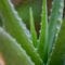 Cómo cuidar la sábila (Aloe vera)