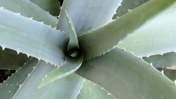 Cómo cuidar la sábila (Aloe vera)