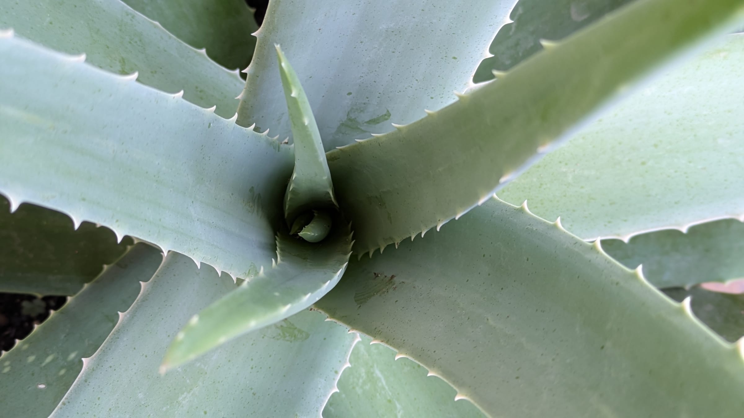 Sábila (Aloe vera)