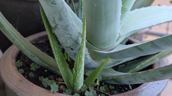 Cómo cuidar la sábila (Aloe vera)