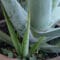 Cómo cuidar la sábila (Aloe vera)