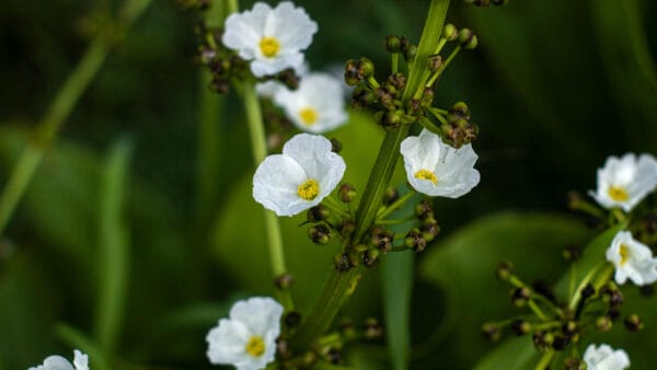 Cómo cuidar la saeta de agua (Sagittaria sagittifolia)