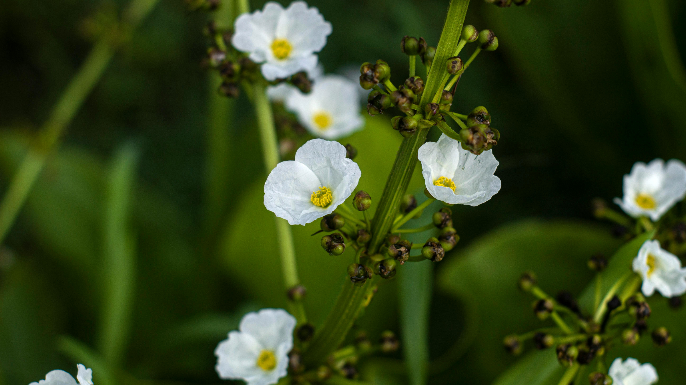 Saeta de agua (Sagittaria sagittifolia)