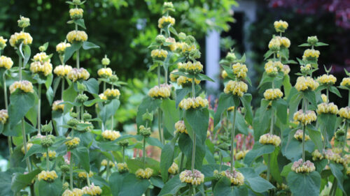 Cómo cuidar la salvia de jerusalén (Phlomis russeliana)