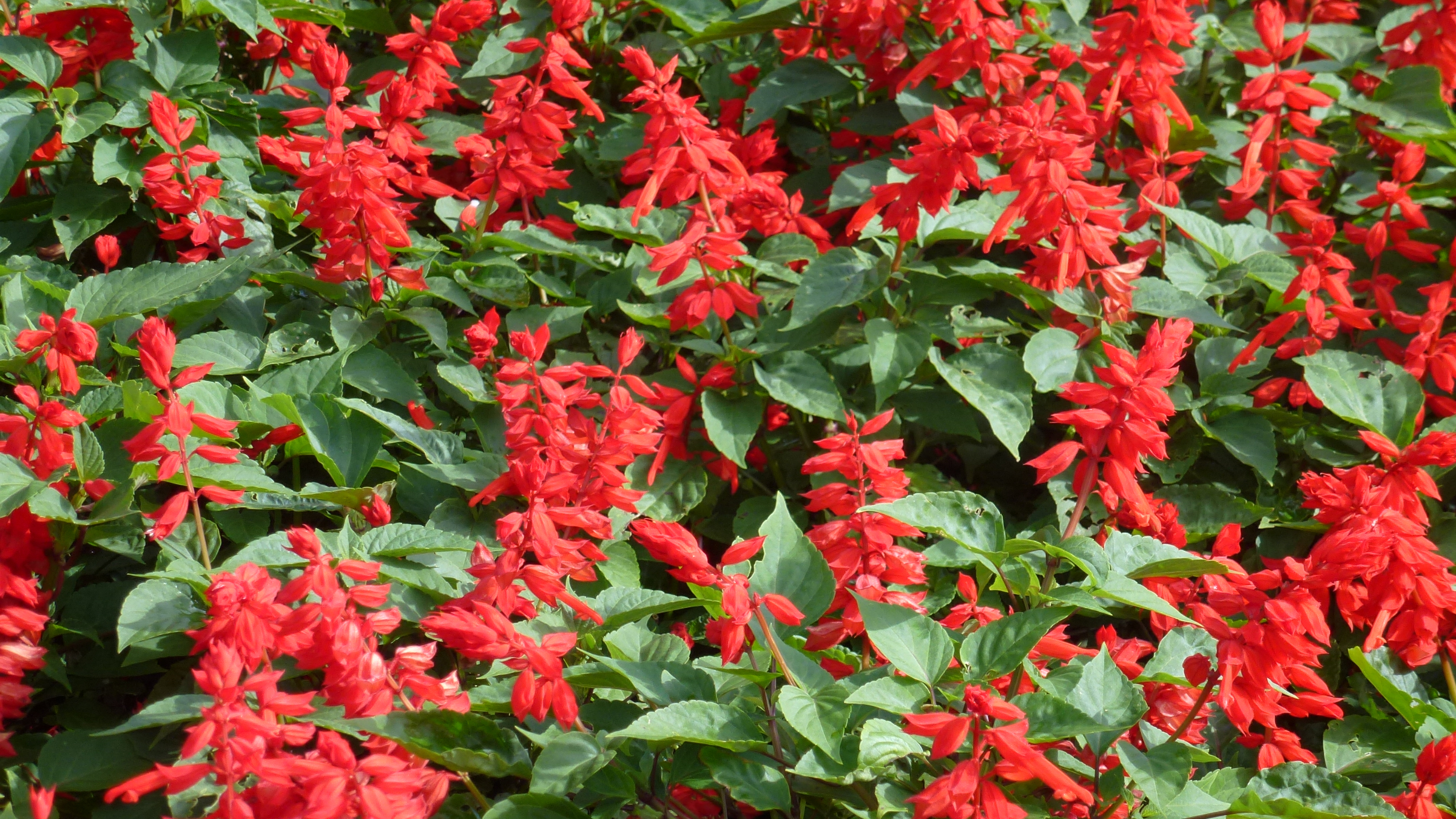 Salvia roja (Salvia splendens)
