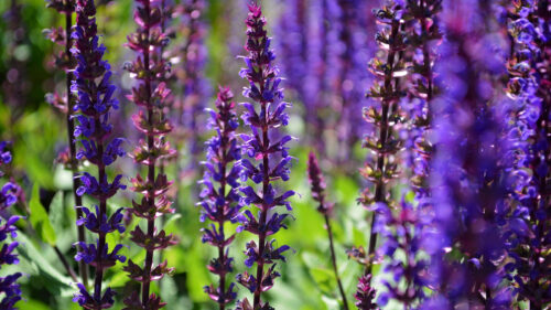 Cómo cuidar la salvia (Salvia officinalis)