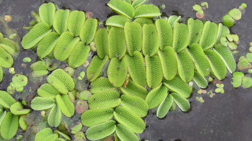 Cómo cuidar la salvinia (Salvinia natans)