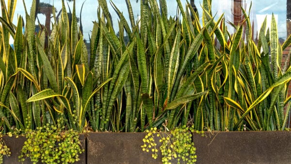 Cómo cuidar la sanseviera (Dracaena trifasciata)